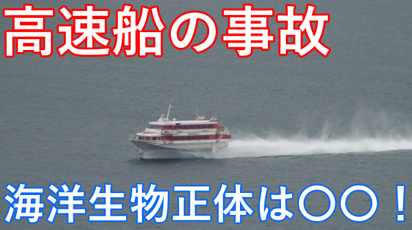【速報!】高速船が衝突した場所はどこ?何の海洋生物にぶつかったのか!